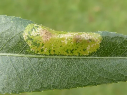 Phyllonorycter pastorella - photo 6
