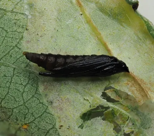 Phyllonorycter pastorella - photo 7