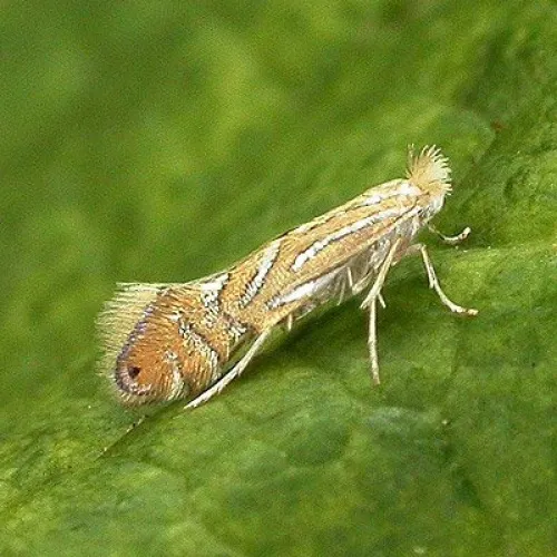Phyllonorycter platani