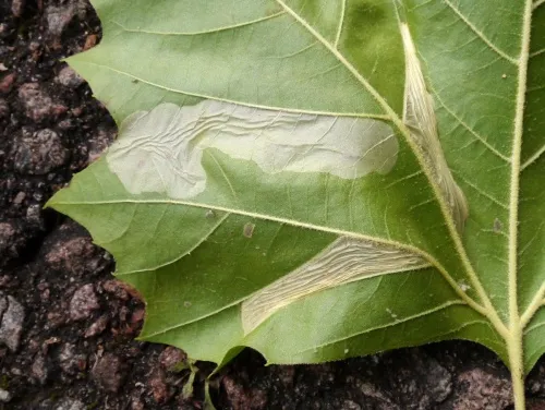 Phyllonorycter platani - photo 2