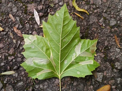 Phyllonorycter platani - photo 3