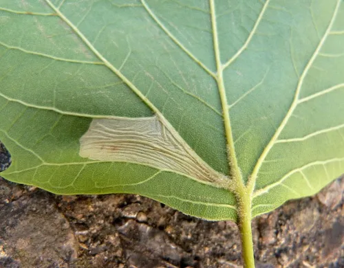 Phyllonorycter platani - photo 4