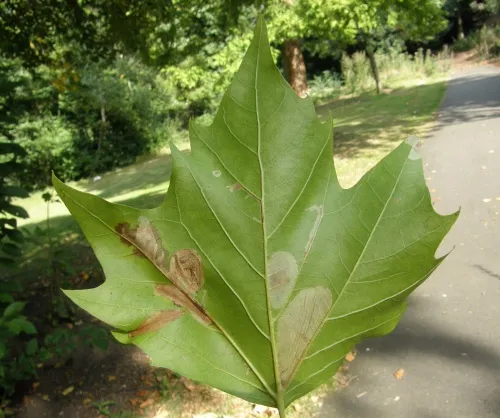 Phyllonorycter platani - photo 5