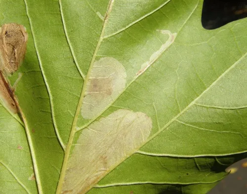 Phyllonorycter platani - photo 6