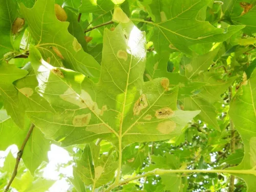 Phyllonorycter platani - photo 8