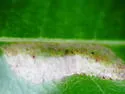 Cherry Blotch Miner - Hodges#0784 - photo 4