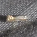 Phyllonorycter quercialbella - Hodges#0785 - Phyllonorycter quercialbella