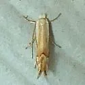 Phyllonorycter quercialbella - Hodges#0785 - photo 2