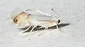 Phyllonorycter quercialbella - Hodges#0785 - photo 4
