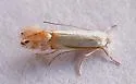 Phyllonorycter quercialbella - Hodges#0785 - photo 5
