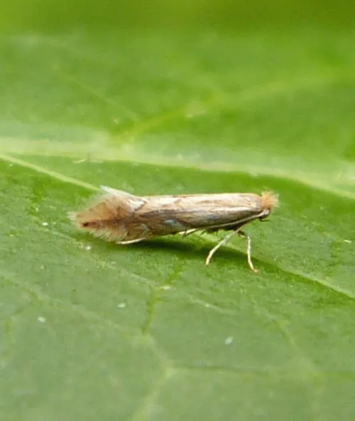 Phyllonorycter quercifoliella