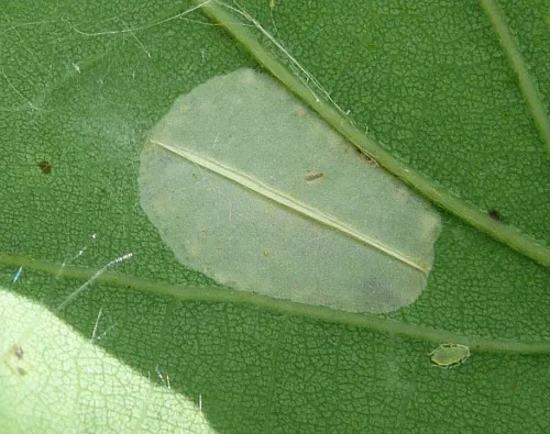 Phyllonorycter quercifoliella - photo 2