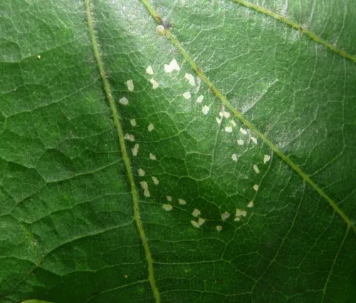 Phyllonorycter quercifoliella - photo 3