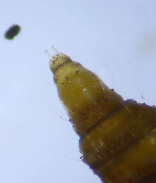 Phyllonorycter quercifoliella - photo 4
