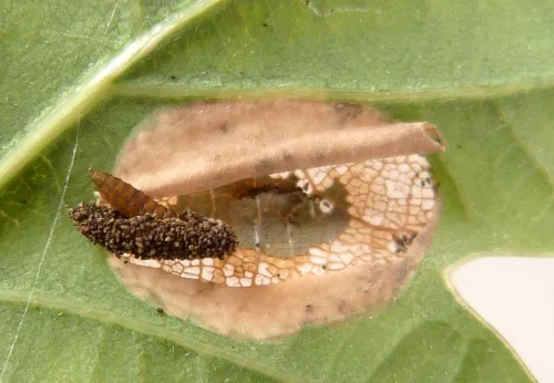 Phyllonorycter quercifoliella - photo 5