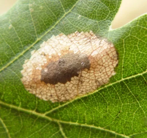 Phyllonorycter quercifoliella - photo 6
