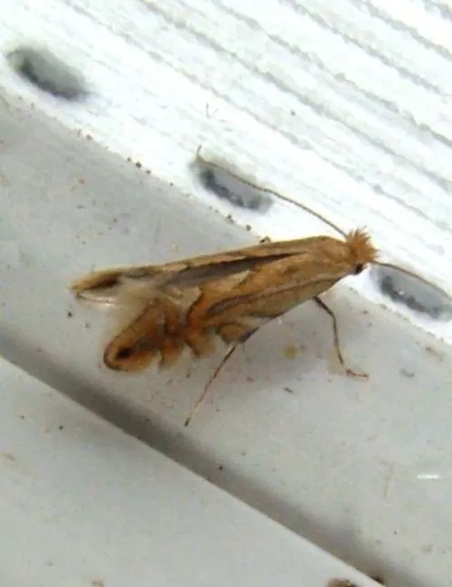 Phyllonorycter quercifoliella - photo 7