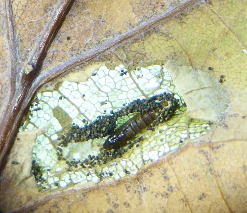 Phyllonorycter quercifoliella - photo 8