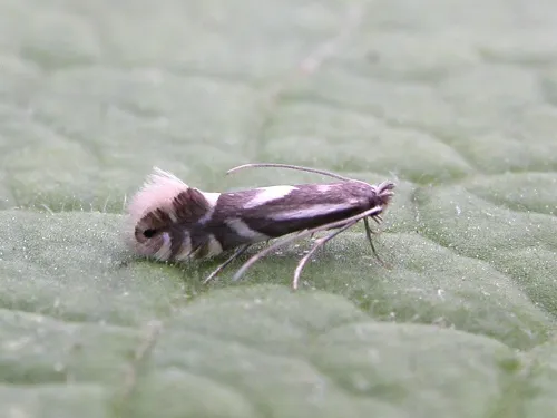 Phyllonorycter rajella - Phyllonorycter rajella