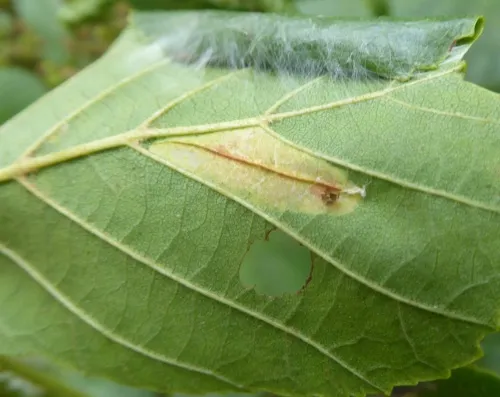 Phyllonorycter rajella - photo 2