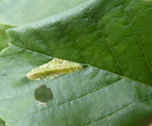Phyllonorycter rajella - photo 3