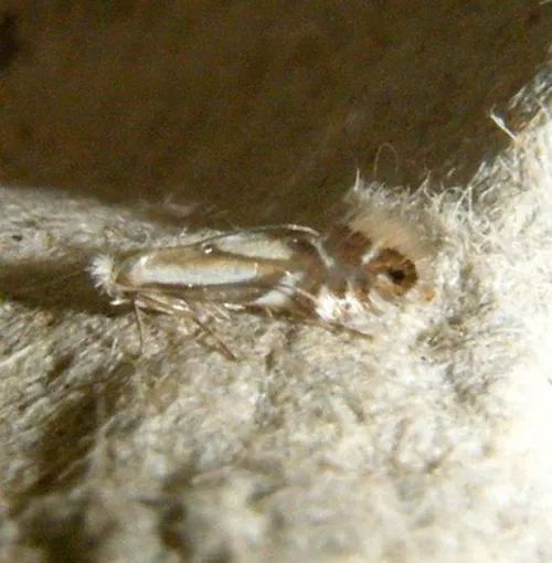 Phyllonorycter rajella - photo 4