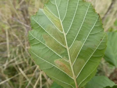 Phyllonorycter rajella - photo 5