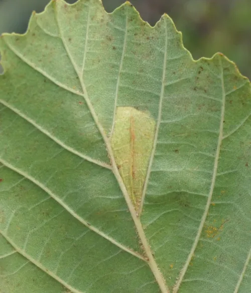 Phyllonorycter rajella - photo 6