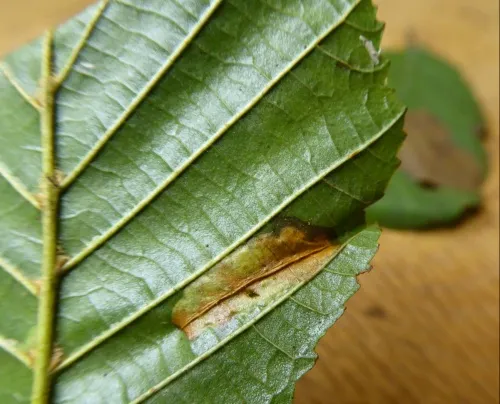 Phyllonorycter rajella - photo 7