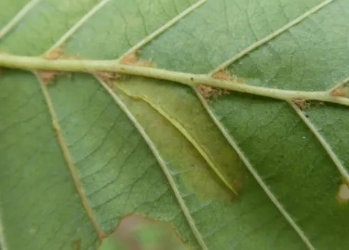 Phyllonorycter rajella - photo 8