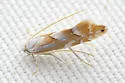 Phyllonorycter rhododendrella - Hodges#0787