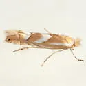 Phyllonorycter rileyella - Hodges#0789