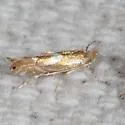 Phyllonorycter rileyella - Hodges#0789 - photo 2