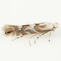Phyllonorycter salicifoliella - Hodges#0791 - Phyllonorycter salicifoliella
