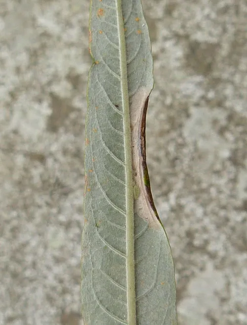 Phyllonorycter viminiella - photo 2