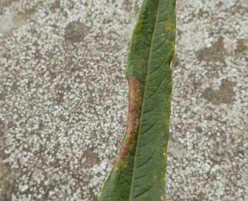 Phyllonorycter viminiella - photo 3