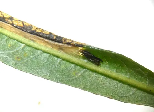 Phyllonorycter viminiella - photo 4