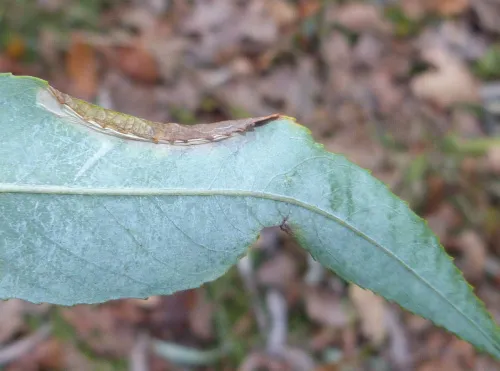 Phyllonorycter viminiella - photo 5