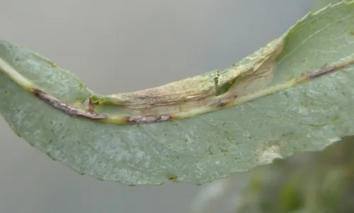 Phyllonorycter viminiella - photo 6