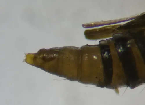 Phyllonorycter viminiella - photo 7