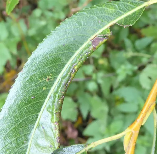 Phyllonorycter viminiella - photo 8