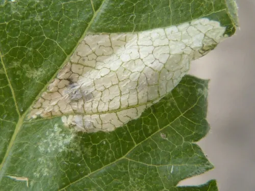 Phyllonorycter schreberella - photo 2