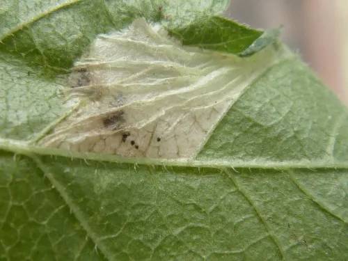 Phyllonorycter schreberella - photo 3