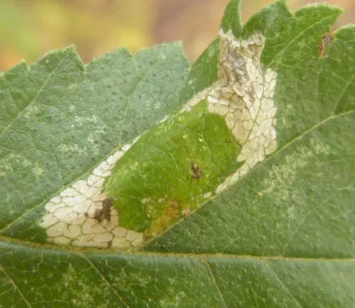 Phyllonorycter schreberella - photo 4