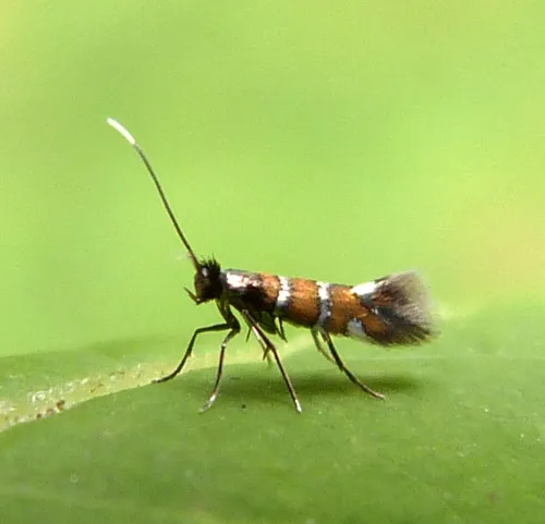 Phyllonorycter schreberella - photo 5