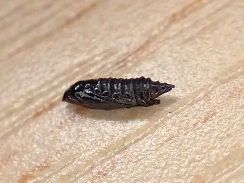 Phyllonorycter schreberella - photo 6
