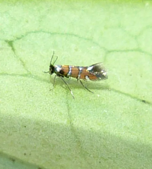 Phyllonorycter schreberella - photo 8