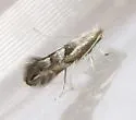 Phyllonorycter scudderella - Hodges#0794