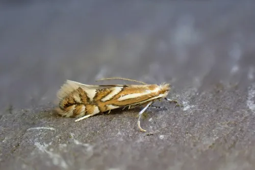 Phyllonorycter sorbi - Phyllonorycter sorbi