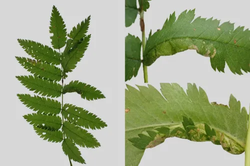 Phyllonorycter sorbi - photo 2